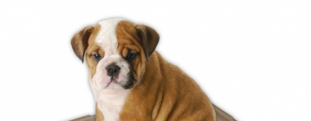 �Como educamos a un perro para que no haga pis en casa?