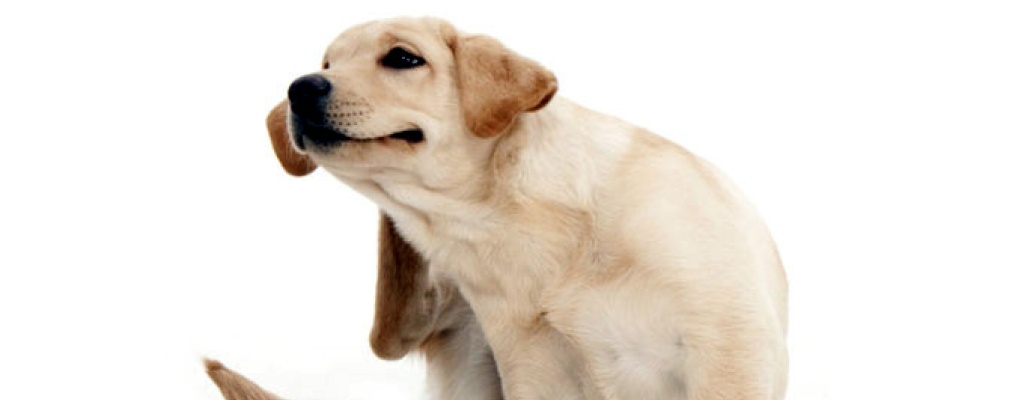 Un problema eterno: Las garrapatas y nuestras mascotas