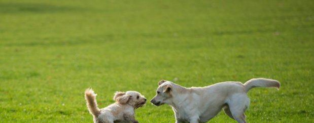 Primavera: Las mascotas tambin sufren las alergias?
