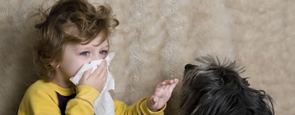 Las mascotas y el problemita de las alergias