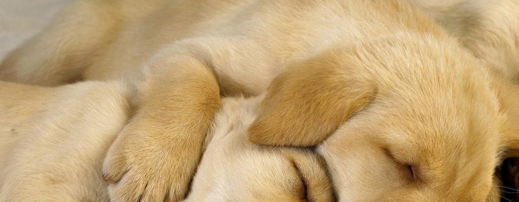 Las mascotas suean?