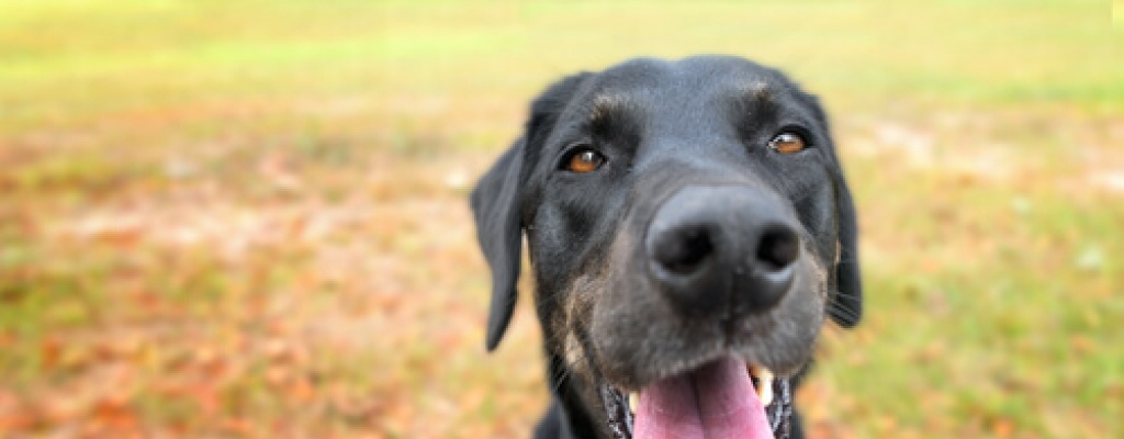 Nuestros perros y sus dentaduras