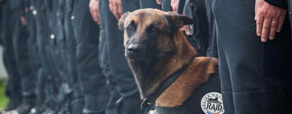 Perra de Polica francesa fue abatida por terroristas en operativo