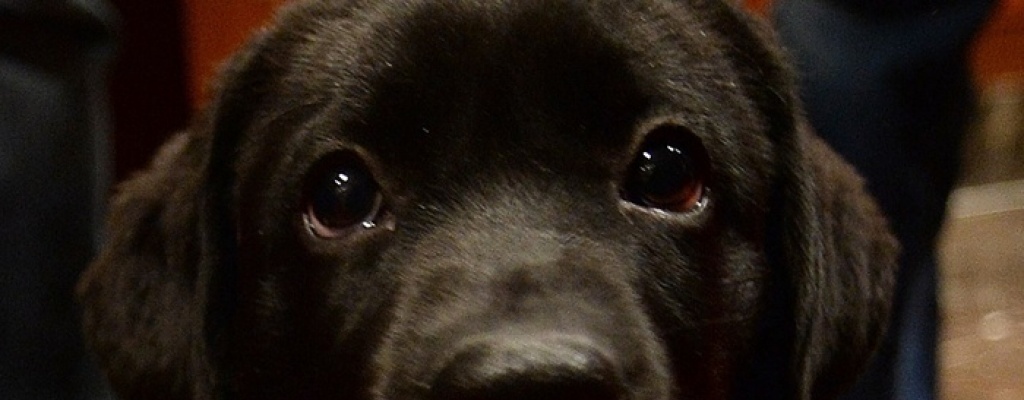 Las mascotas y su olfato: El arte de percibir un mundo diferente