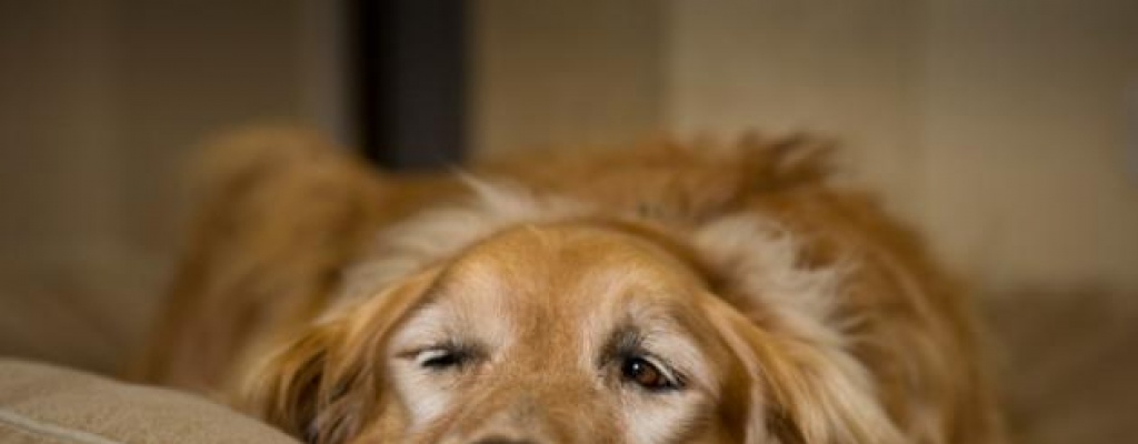 Como cuidamos el odo de nuestras mascotas?