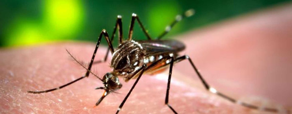 MSP alert a la poblacin por virus zika