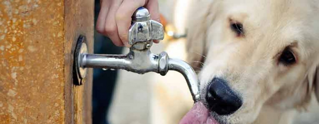 El calor y nuestras mascotas