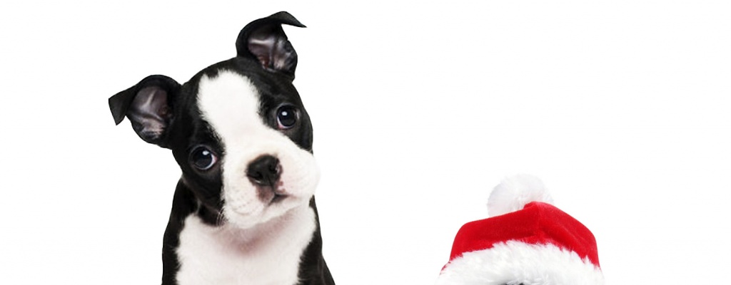 Nuestras mascotas y las fiestas