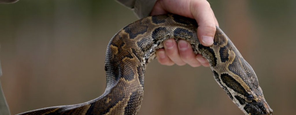 Serpientes invaden costas y fuerzan cierre de playas de r�os en Argentina