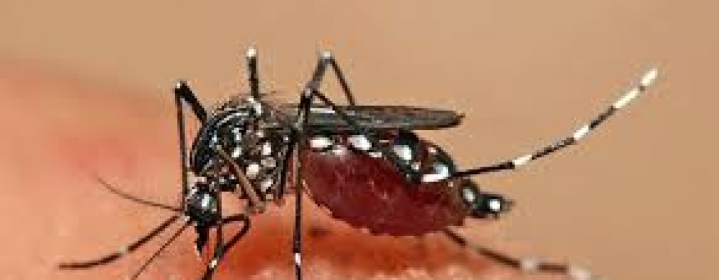 Argentina: Preocupa aumento de casos de dengue