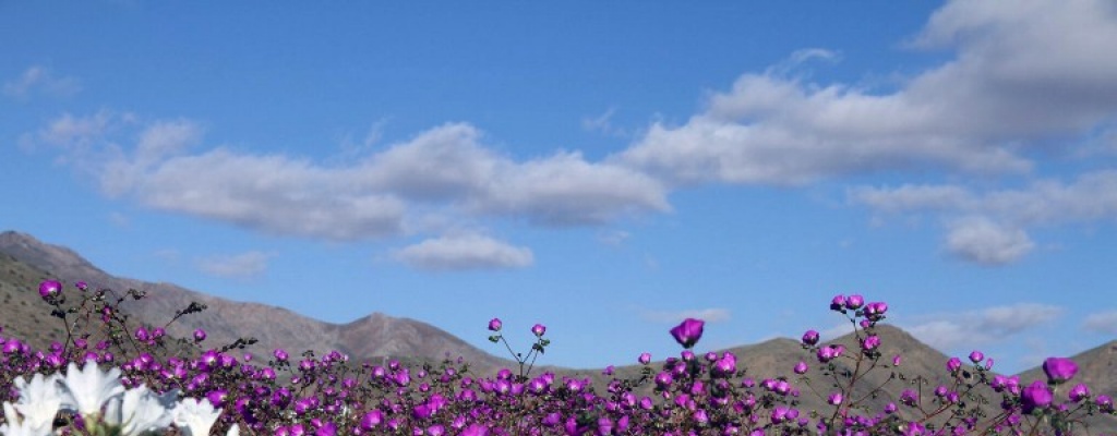 El Ni�o provoca inusual lluvia veraniega en el centro de Chile