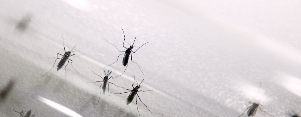 Fuerte aumento de venta de repelentes en Brasil por dengue y zika