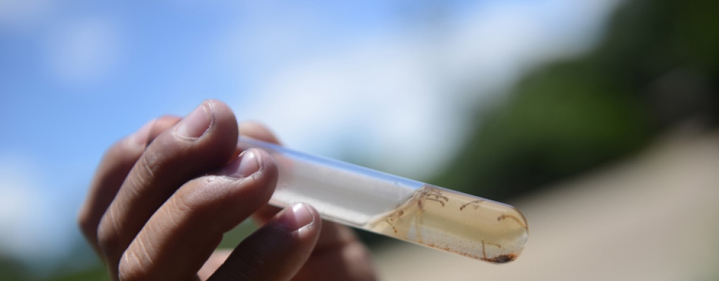 No hay por ahora m�s pacientes sospechosos de haber contra�do dengue en Montevideo