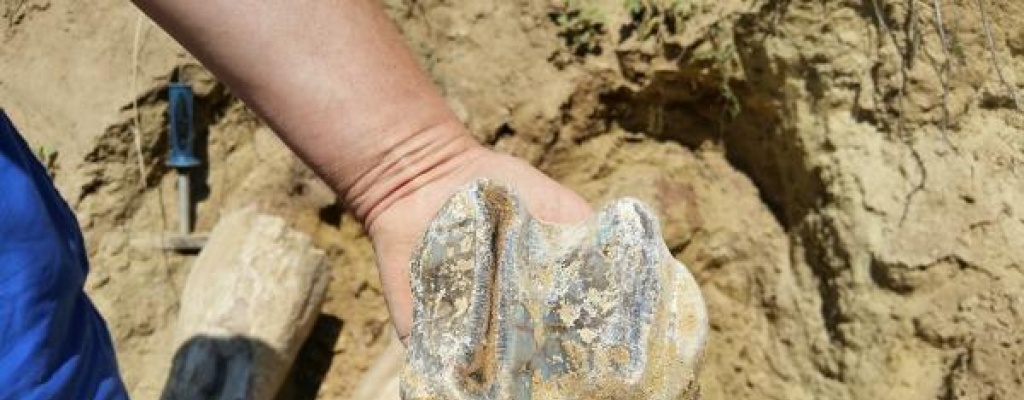 Yacimiento de fsiles jursicos hallado en Patagonia argentina