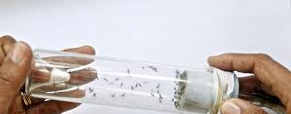 Llegan muestras confirmatorias de dengue enviadas al exterior