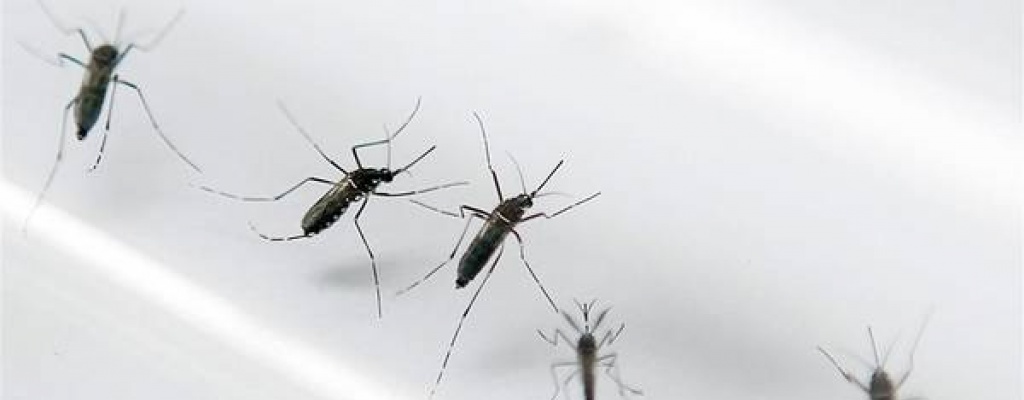 Zika tambin puede provocar mielitis, grave trastorno de los miembros 