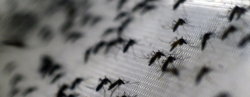 Se elevan a 10 las muertes por dengue en Paraguay desde enero