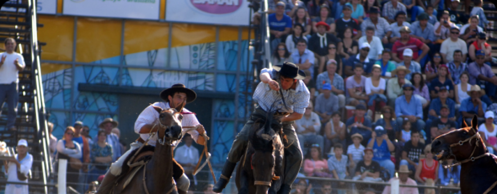 Muri un caballo en la Criolla de Fray Bentos y protectoras de animales cuestionaron este tipo de espectculos