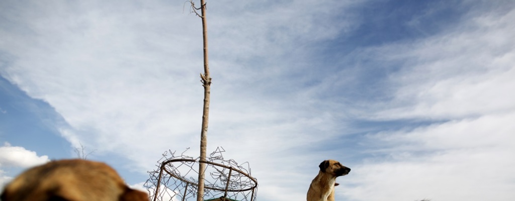 Un iran es condenado a 74 latigazos por matar a un perro