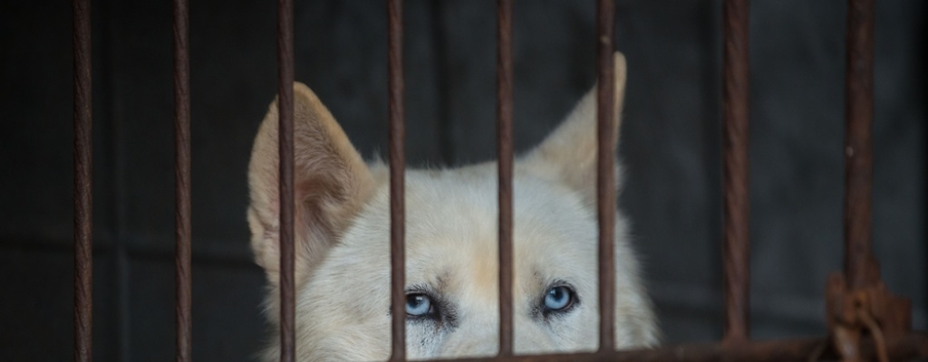La carne de perro para el consumo vive sus horas ms bajas en Corea del Sur