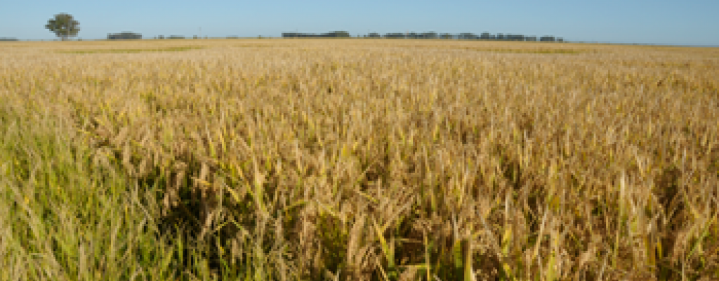 Uruguay triplicar venta de arroz a Irn 
