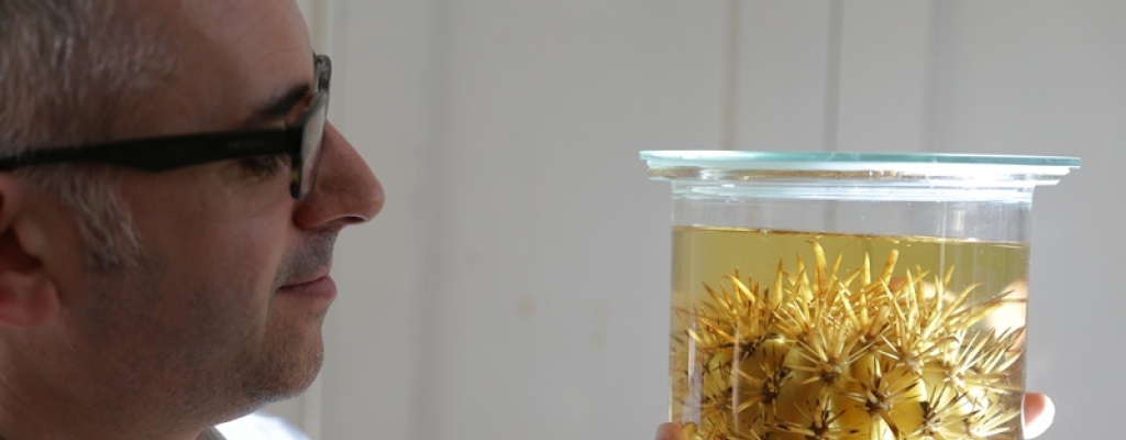 Primer censo mundial de plantas revela que una quinta parte estn en peligro