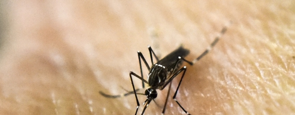 Riesgo bajo o moderado de epidemia del Zika en Europa 