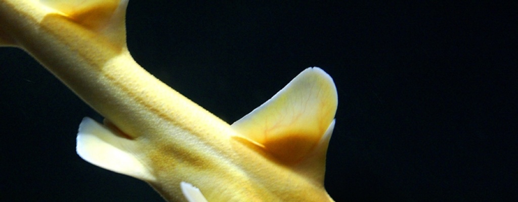 El fondo del mar es m�s desconocido que el suelo lunar