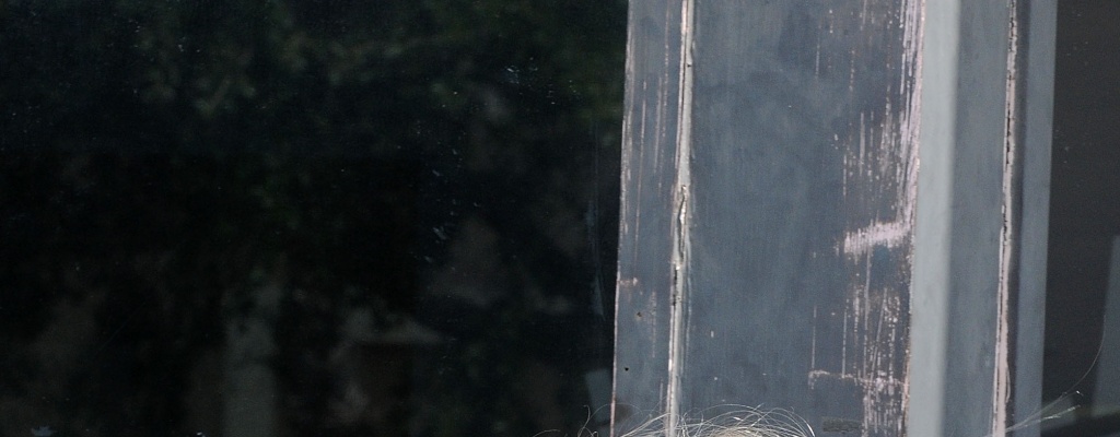 Ataque en discoteca gay de Florida: numerosas v�ctimas, atacante muerto