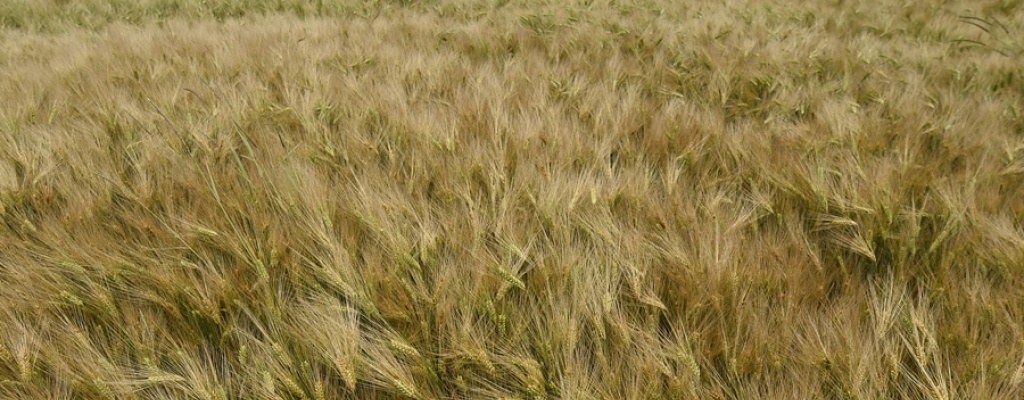 Los granos siguen a la baja en Chicago