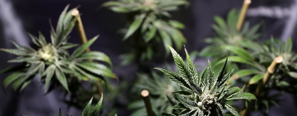 El parlamento italiano abre el debate sobre la legalizaci�n del cannabis