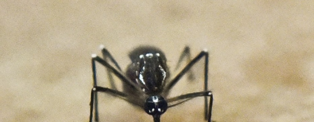 La epidemia de zika, a�n presente en Am�rica Latina