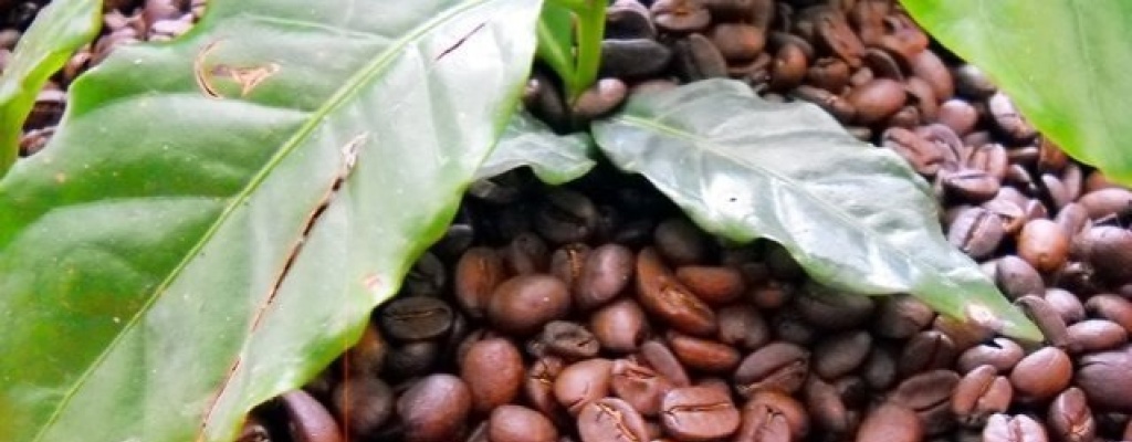 Cosecha de caf� en Brasil caer� un 8% en 2014 por problemas en grano ar�bico