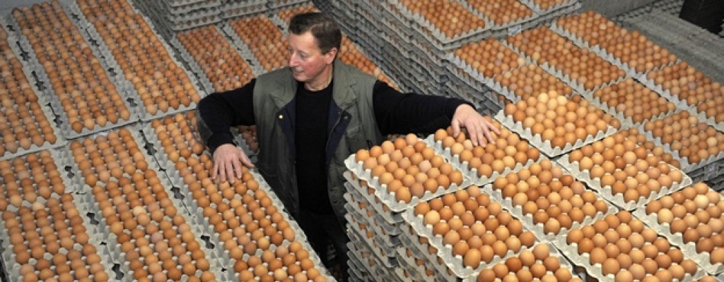 Mayores productoras de pollo de Chile multadas con 60 millones de d�lares por colusi�n