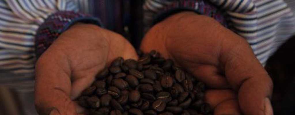 Exportaci�n de caf� de nueve pa�ses de Latinoam�rica cae 4,81%