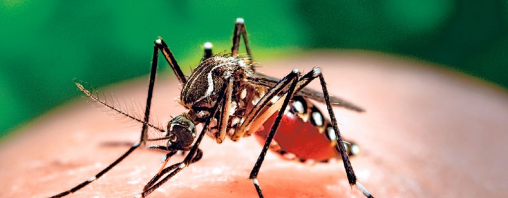 IM anunci� acciones de combate al Aedes Aegypti en barrios del Municipio B