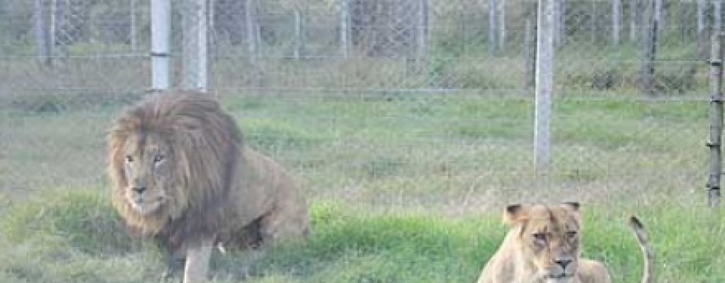 Leones del Zool�gico de Paysand� viajan este fin de semana rumbo a reserva en Estados Unidos