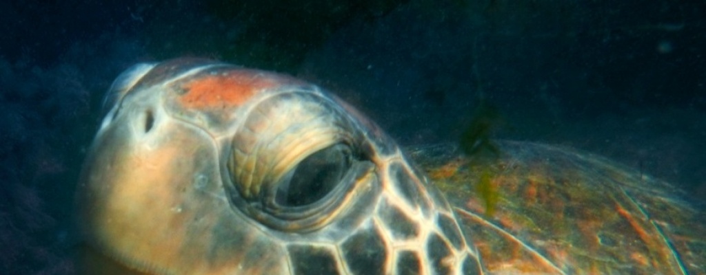Nios liberan tortugas que apadrinaron durante todo el ao