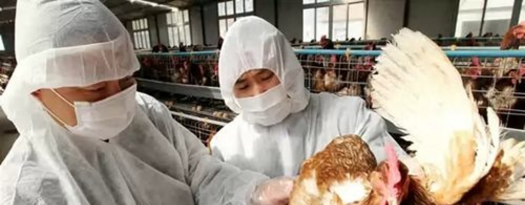 Comisin Europea se rene de emergencia por gripe aviar en Holanda