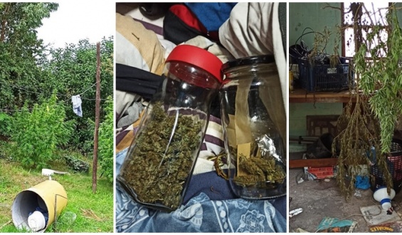 Un detenido y 15 plantas de marihuana incautadas en Canelones 