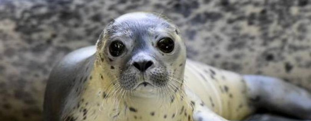 Noruega di un gran paso hacia el fin de la caza de focas