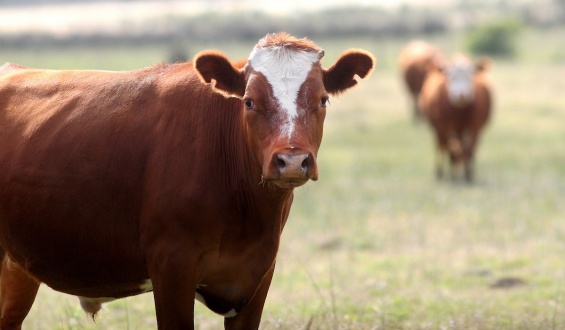  MGAP impulsa tres tipos de seguros para mitigar los riesgos del sector agropecuario