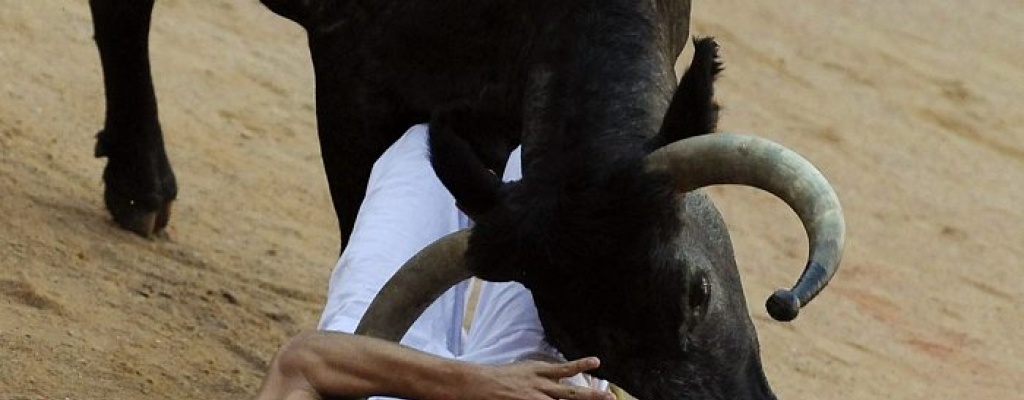 Investigacin penal en Colombia por muerte de toro en "corraleja"